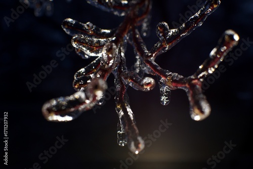 a close up of a tree branch covered in ice and water