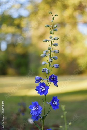 there is a blue flower that is growing in a vase