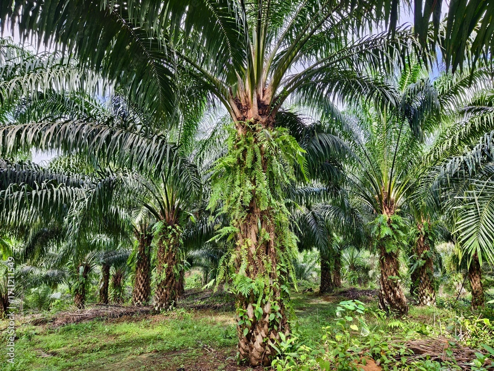 Obraz premium oil palm plantation in the morning 