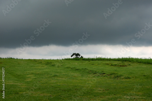 A lone tree stands on a grassy field under dark, heavy clouds, creating a dramatic and moody landscape scene.