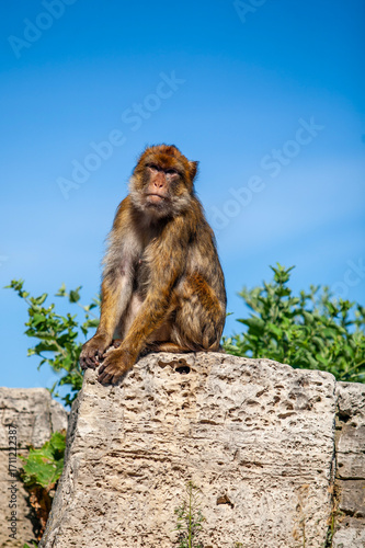 Photography monkey on rock