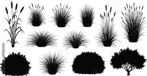 Black plant silhouette set, ornamental grass, shrub and reed icons, vector nature elements, garden design, landscape illustration, isolated on white background