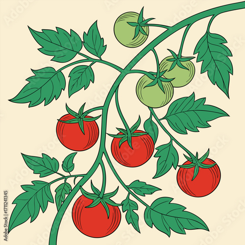 Red ripe and green unripe tomatoes are growing on a healthy illustrated vine