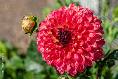Beautiful Dahlia