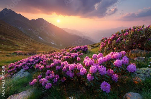 Mountain scenery at sunset with vibrant pink rhododendrons in foreground, slopes and peaks with sunburst, warm light bathing scene