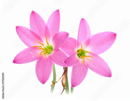 Pink Rain Lily in white background
