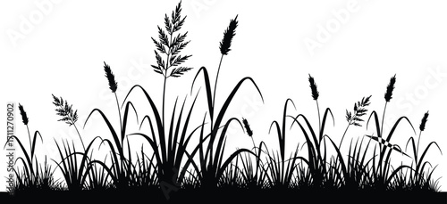 Grass silhouette vector, wild meadow plants, nature border design, black and white illustration, landscape element, garden decoration, isolated on white background