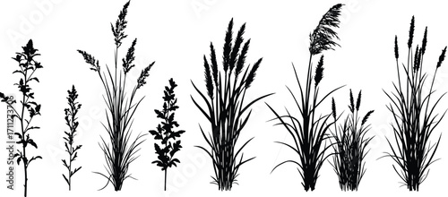 Grass silhouettes, botanical plants, herbaceous species, nature elements, black vector, wild flora, foliage shapes, isolated design, minimal background, organic forms