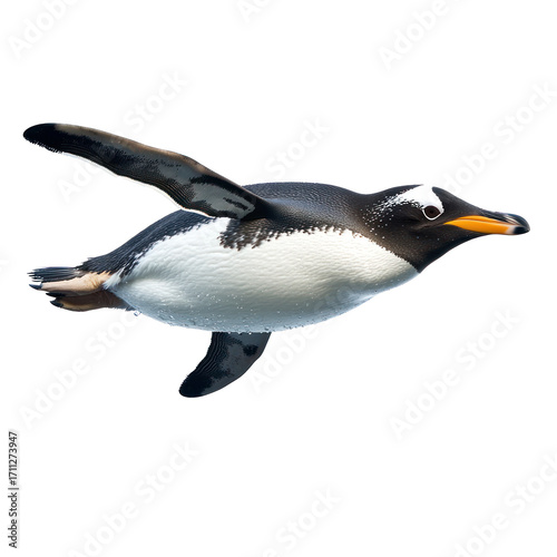 Penguin swimming A penguin swims gracefully through the water, body streamlined and wings extended. full length isolate on transparent background