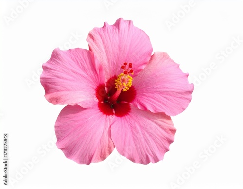 Pink hibiscus flower in white background