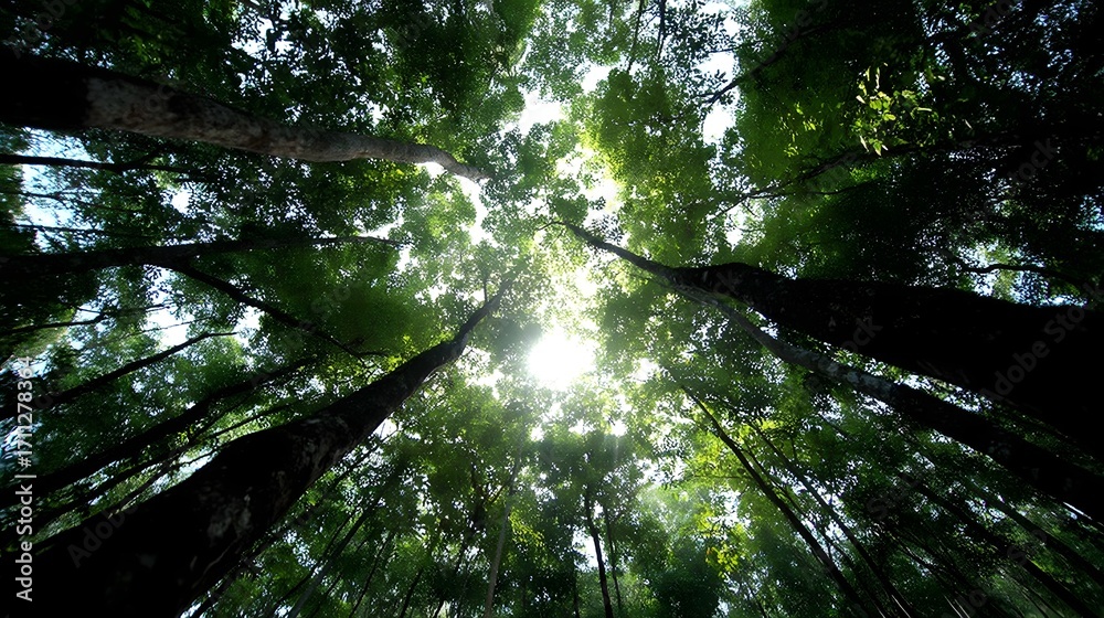 Naklejka premium Lush Kratom Forest Canopy in Southeast Asia