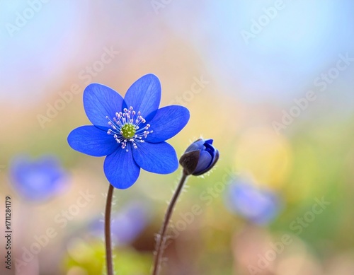 Blue beautiful flower on a beautiful blurred background