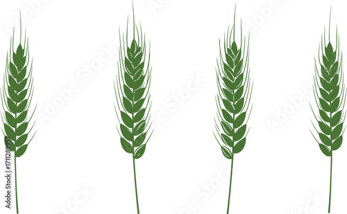 Green wheat ear illustration, agricultural crop design, botanical spikelet drawing, organic farming symbol, cereal plant vector, natural food agriculture art