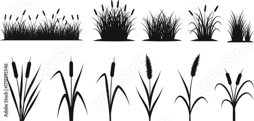 Silhouette Set of Reeds and Grasses, Nature Elements, Black Vector Icons, Landscape Design, Decorative Plants, Garden Silhouettes, Wild Vegetation, Botanical Shapes