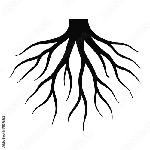 Black Tree Root
