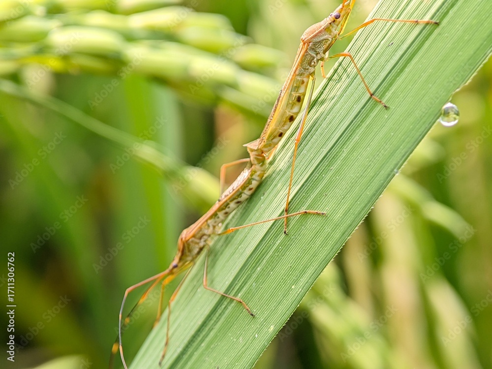 Fototapeta premium Leptocorisa oratorius rice bug macro photography