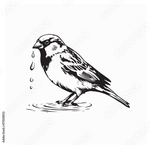 Sparrow Standing About to Drink Water Vector Image Isolated on white background