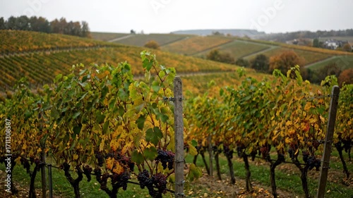 Scenic Vineyard Landscape with Colorful Autumn Foliage and Grapes
