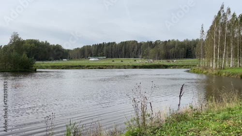 A serene and picturesque lake scene adorned with lush greenery and peaceful cattle grazing
