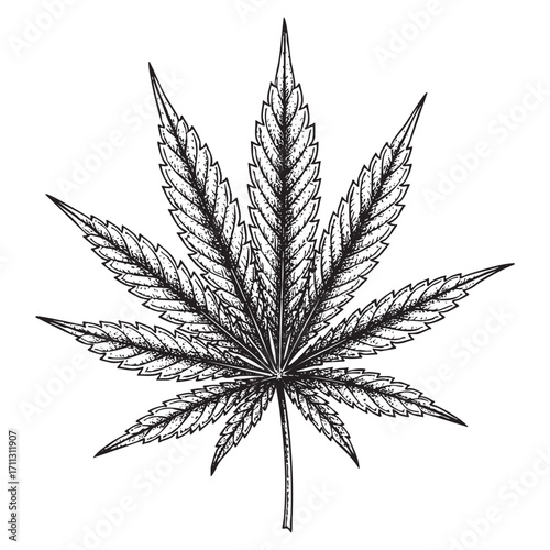 marijuana leaf engraving vector style