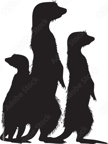 Alert meerkats standing guard, watching the horizon