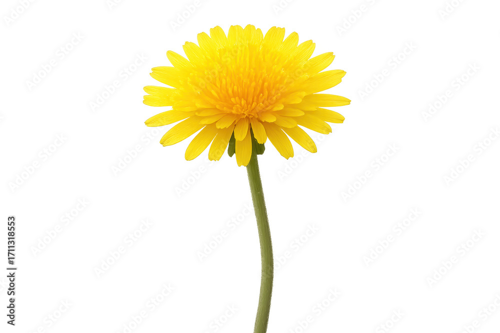 Naklejka premium Vibrant yellow dandelion flower standing tall on transparent background