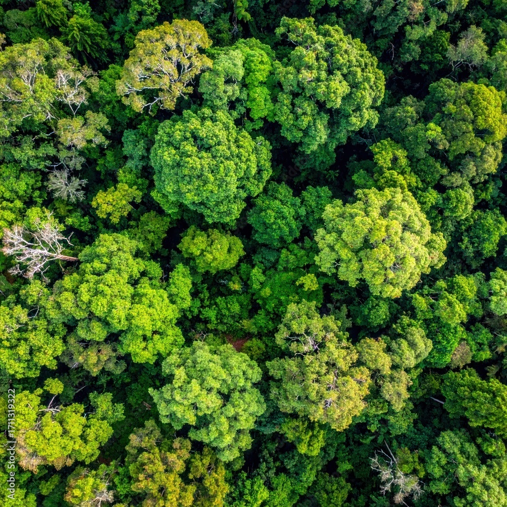 Naklejka premium An overhead shot reveals the lush green canopy of a tropical forest, a dense tapestry of trees from a high vantage point