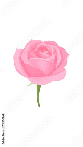 Pink rose, close-up, isolated