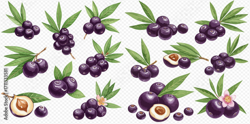 A set of hand-drawn acai superfood berries, shown whole, sliced, and in clusters with green leaves and blossoms.