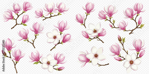 A beautiful collection of isolated magnolia branches with delicate pink and white flowers and buds in various stages of bloom.