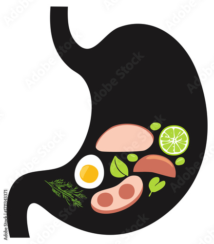 Stomach illustration with healthy food like meat, lime, egg and herbs for digestion and nutrition