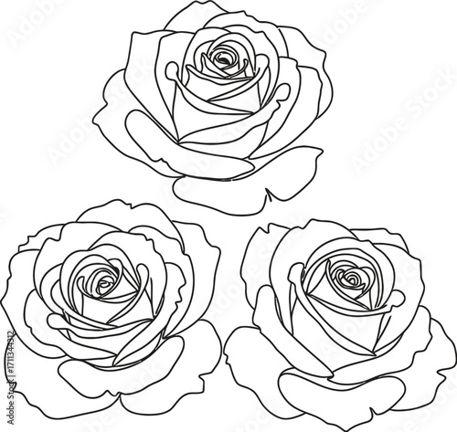 Elegant line art illustration of three blooming roses, perfect for romantic and floral designs