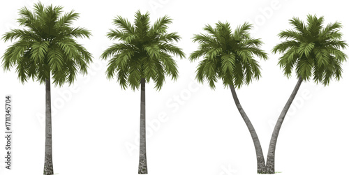 Tropical palm tree illustration, exotic coconut tree design, beach vacation landscape, green palm leaves, island paradise nature, summer travel background, nature silhouette
