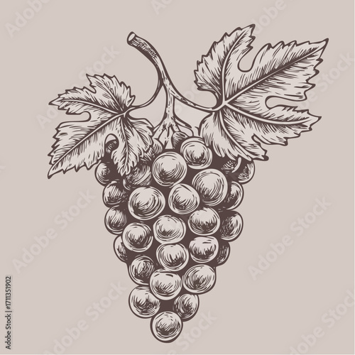graphite pencil sketch vector grape bunch with stippled round textures and subtle tonal transitions for recipe art