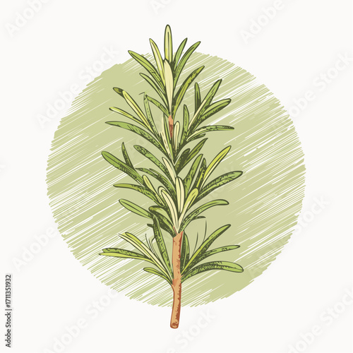 graphite pencil sketch vector rosemary sprig with stippled needles and nuanced shading for recipe visuals