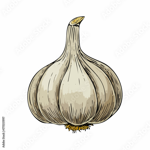 graphite pencil sketch vector garlic clove with stippled skin ridges and delicate tonal transitions for culinary art