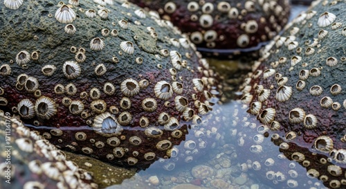 Barnacles attached to rocks at low tide, creating a textured surface in a natural coastal environment