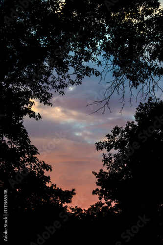 sunset in the forest