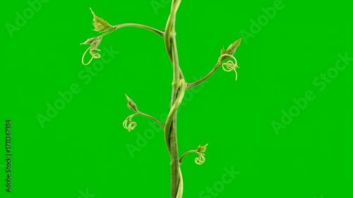 A green vine rapidly growing and twisting, extending its tendrils in a fluid motion, isolated on a bright green screen forest, leaves, visual effect