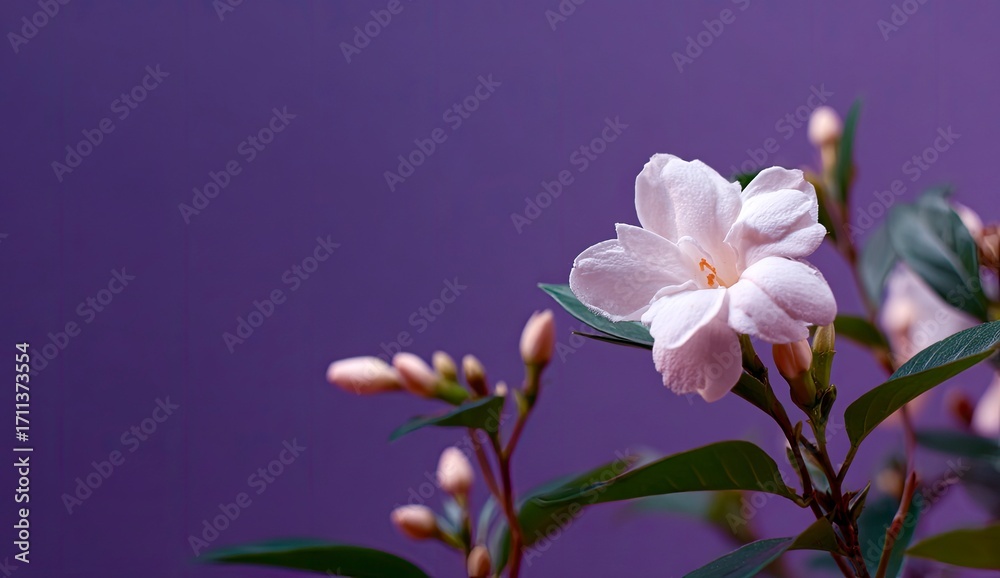 Obraz premium Delicate white blossom against purple