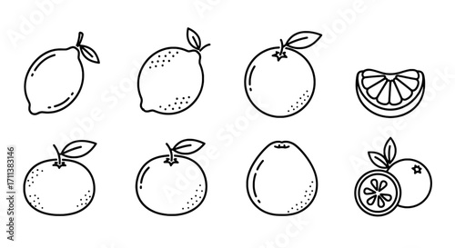 Citrus Fruits Line Art Lemon, Orange, and Tangerine Collection