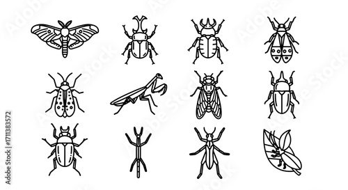Diverse Insect Vector Set Butterfly, Beetles, Mantis, Fly and Stick Bug Illustrations