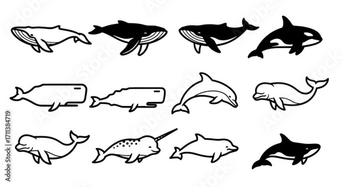 Whales, Dolphins, and Narwhals Line Art Diverse Marine Mammals Collection