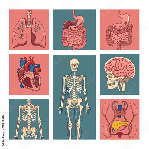 Detailed anatomical illustrations of the human body's major organs, perfect for medical education