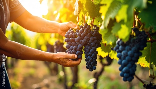 Hands picking ripe red grapes from vineyard at sunset