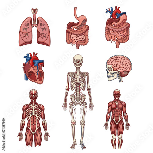 Detailed human anatomy illustrations showing organs, skeletal system, and muscular system for medical use