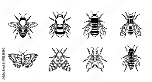 Collection of diverse flying insects including bees and moths