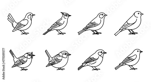 Set of various songbirds in a simple black line art style