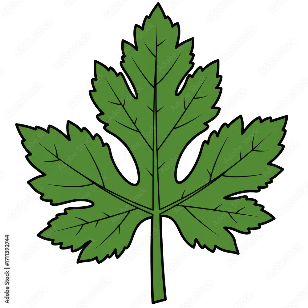 Fototapeta premium Illustrated green leaf with detailed veins and serrations isolated on white background