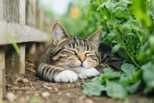 Wallpaper Mural A peaceful tabby cat sleeping among green plants in a garden, showcasing a serene outdoor moment. Torontodigital.ca